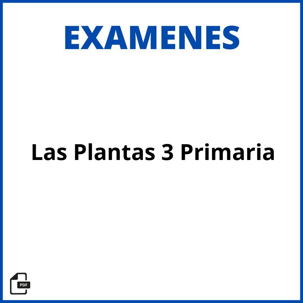 Examen De Las Plantas 3 Primaria