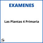 Examen Las Plantas 4 Primaria Resueltos Soluciones